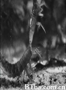水中杀手 (1970)  BT磁力 迅雷网盘下载