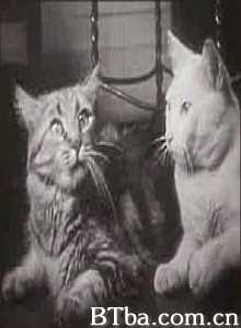 猫的私生活 一只猫的幸福生活 (1970)  BT磁力 迅雷网盘下载