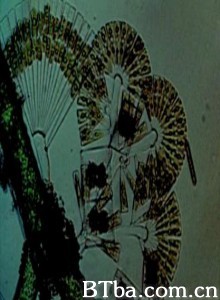 硅藻 (1970)  BT磁力 迅雷网盘下载