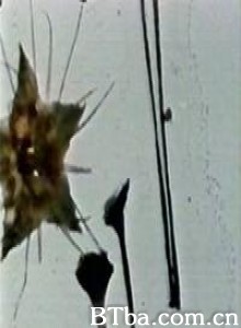 飞蛾之光 (2004)  BT磁力 迅雷网盘下载