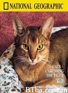 猫谜 (1970)  BT磁力 迅雷网盘下载