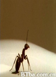 蚂蚁 (1970)  BT磁力 迅雷网盘下载