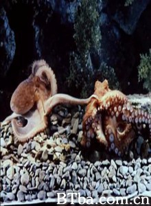 章鱼的爱情生活 The Love Life of an Octopus (1970) 1080P BT磁力 迅雷网盘下载-影音屋