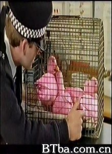 DuckPatrol (1998)  BT磁力 迅雷网盘下载
