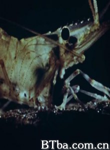 虾的故事 Shrimp Stories (1970)  BT磁力 迅雷网盘下载