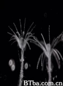 Commentnaissentlesméduses How some Jellyfish are born (1970)  BT磁力 迅雷网盘下载