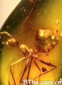 琥珀：时光机器 (2004)  BT磁力 迅雷网盘下载