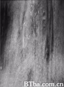 TheHyrcyniumWood (1970)  BT磁力 迅雷网盘下载
