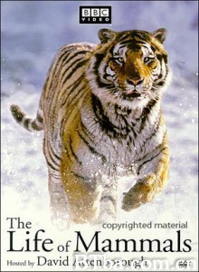 哺乳类全传 BBC 哺乳类全传 (2002)  BT磁力 迅雷网盘下载