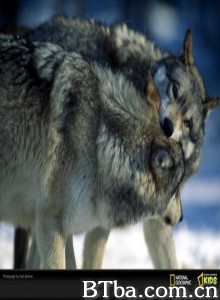 狼之谷 Vally of the Wolves (1970)  BT磁力 迅雷网盘下载