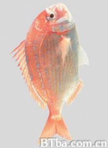 完美的红鲷鱼料理 The Perfect Fishplate The Perfect Red Snapper Fish (1970)  BT磁力 迅雷网盘下载