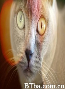 Catnip:EgresstoOblivion? (1970)  BT磁力 迅雷网盘下载