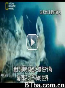 国家地理WildSex 動物知性 (1970)  BT磁力 迅雷网盘下载