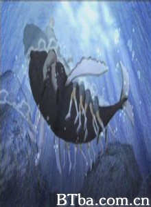 校长与鲸 Man and Whale (1970)  BT磁力 迅雷网盘下载
