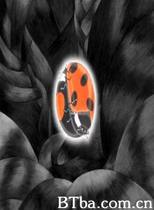 瓢虫哀歌 Ladybug Requiem (1970)  BT磁力 迅雷网盘下载