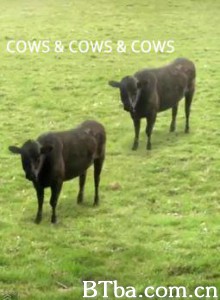 Cows&amp;Cows&amp;Cows (1970)  BT磁力 迅雷网盘下载