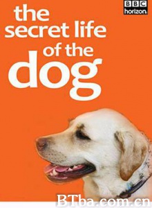 地平线系列：狗狗秘闻 人狗万事通(台) Horizon: The Secret Life of the Dog (2010) 1080P BT磁力 迅雷网盘下载