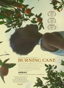 燃烧的甘蔗/Burning Cane