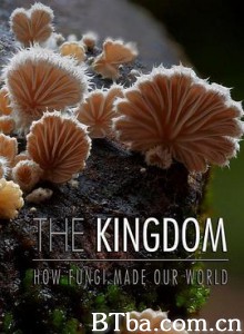 真菌如何造就世界 改变地球的真菌 The Kingdom: How Fungi Made Our World (2018) 1080P BT磁力 迅雷网盘下载