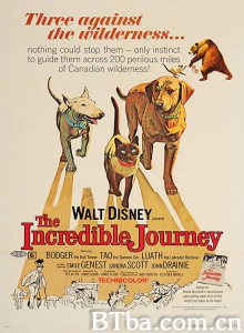 一猫二狗三分亲 The Incredible Journey‎ (1963) 1080P BT磁力 迅雷网盘下载