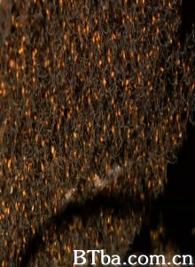 虫霸天下 World's Biggest and Baddest Bugs‎ (2009) 1080P/720P BT磁力 迅雷网盘下载