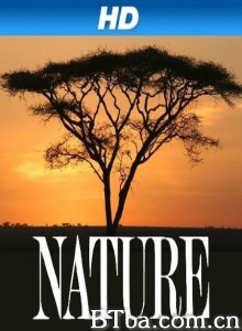 自然 第三十九季 Nature Season 39‎ (1982) 1080P/720P BT磁力 迅雷网盘下载