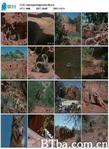 狼的传说 The Legend of Lobo‎ (1962) 1080P BT磁力 迅雷网盘下载