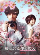 我的樱花恋人/桜のような僕の恋人