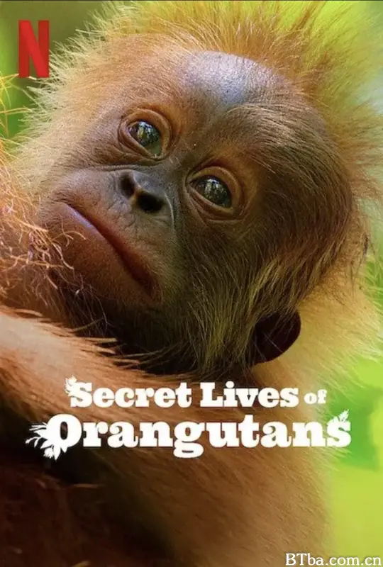 红毛猩猩的秘密生活 Secret Lives of Orangutans (2024) 1080P/WEB-DL BT磁力 迅雷网盘下载-影音屋