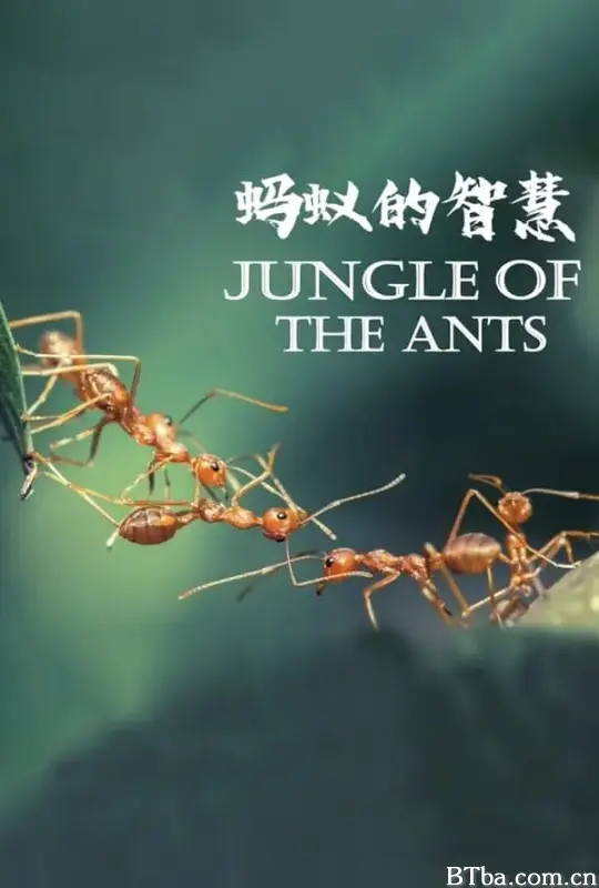 蚂蚁的智慧 La forêt des fourmis (2024) 4K/WEB-DL BT磁力 迅雷网盘下载-影音屋