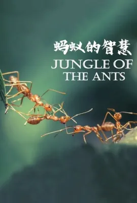 蚂蚁的智慧/La forêt des fourmis