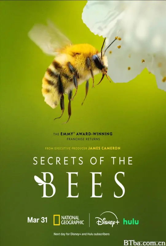 蜜蜂的秘密 Secrets of the Bees (2026) 1080P/4K BT磁力 迅雷网盘下载-影音屋