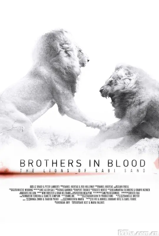狮王之路 Brothers in Blood: The Lions of Sabi Sand (2015) 1080P/WEB-DL BT磁力 迅雷网盘下载-影音屋
