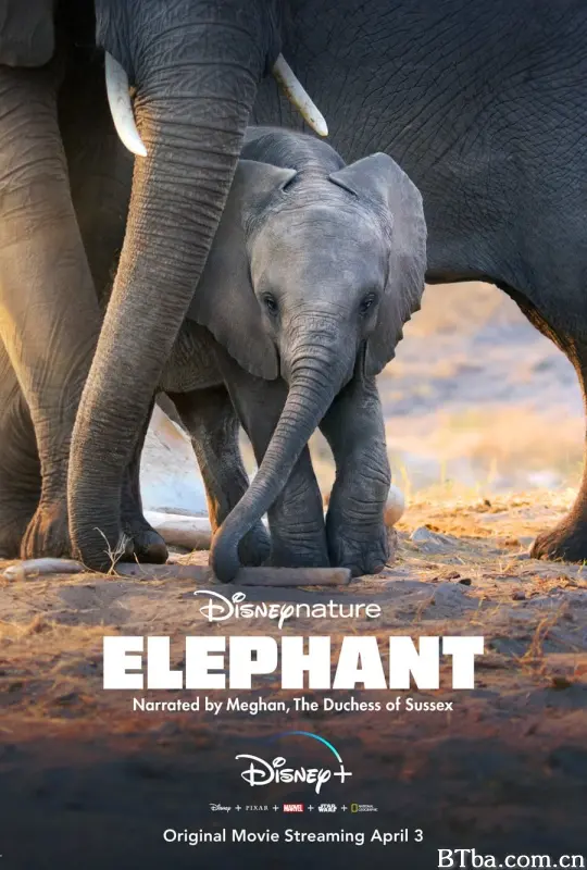 大象/Elephant