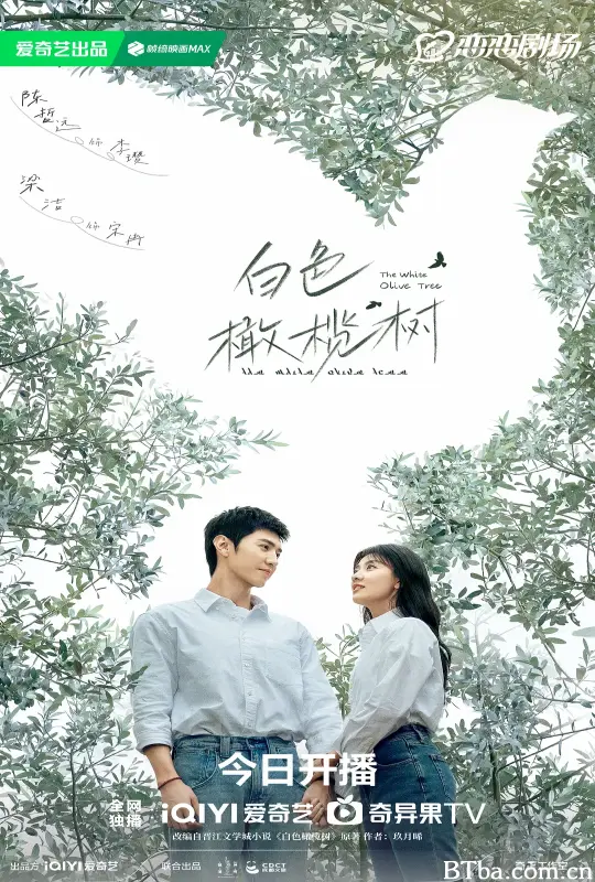 白色橄榄树