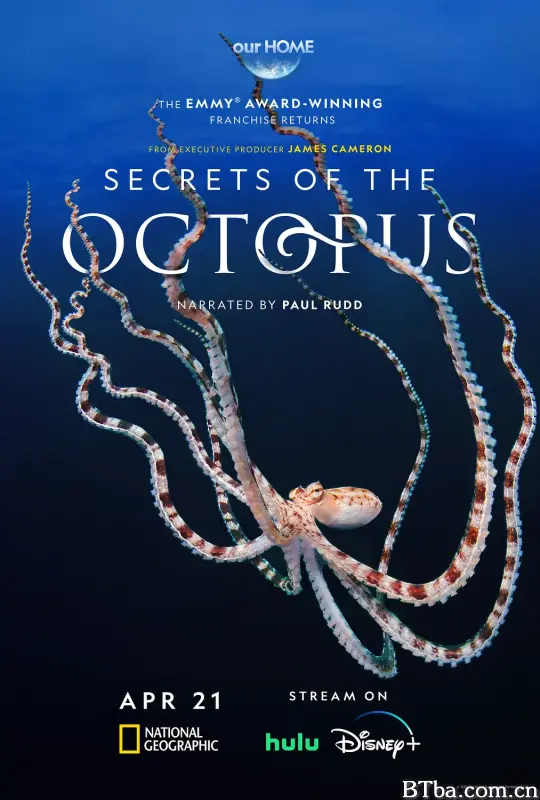 章鱼的秘密/Secrets of the Octopus