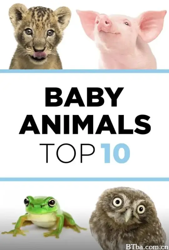 动物宝宝大比拼 第一季/Baby Animals Top 10 Season 1