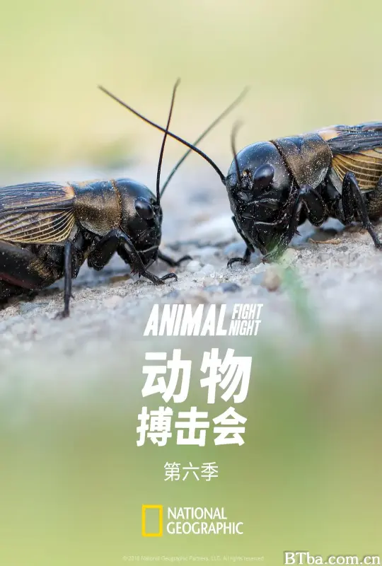 动物搏击会 第六季/Animal Fight Night Season 6