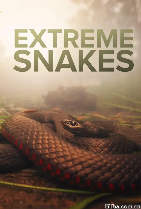 疯狂的蛇/Extreme Snakes