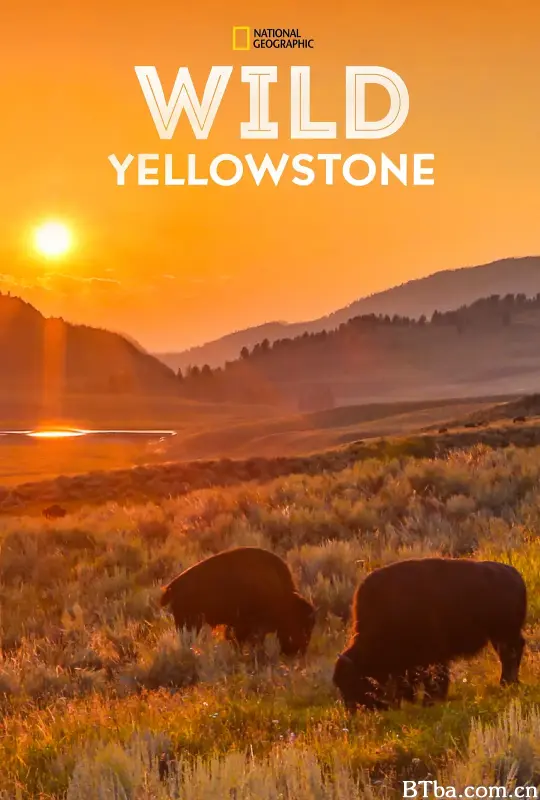 野性黄石公园/Wild Yellowstone