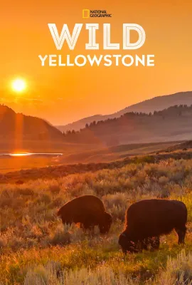 野性黄石公园/Wild Yellowstone