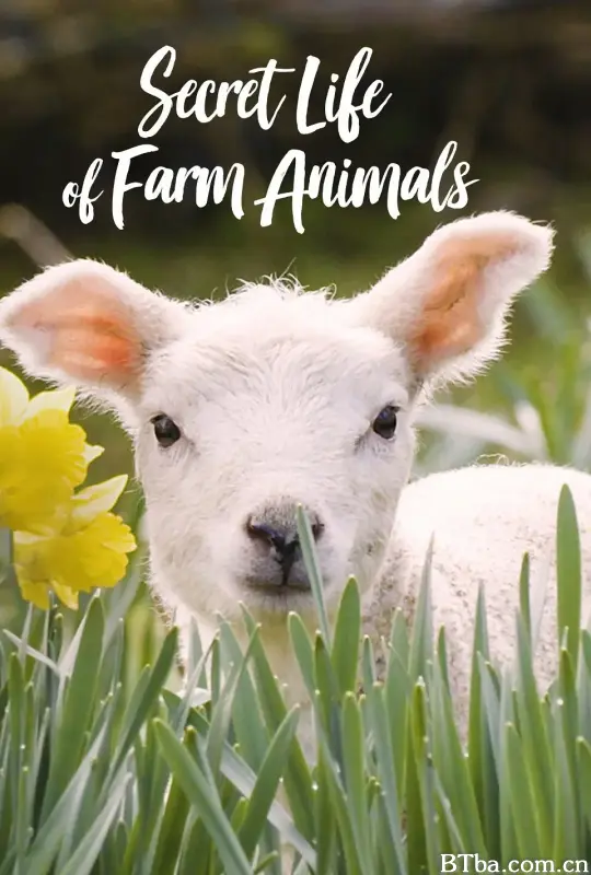 农场动物的秘密生活 第一季 Secret Life of Farm Animals Season 1 (2018) 1080P/4K BT磁力 迅雷网盘下载