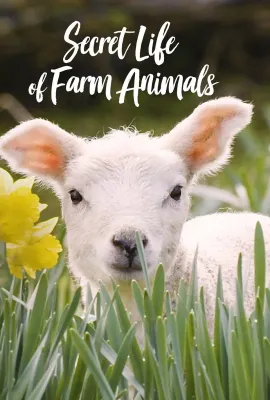 农场动物的秘密生活 第一季/Secret Life of Farm Animals Season 1