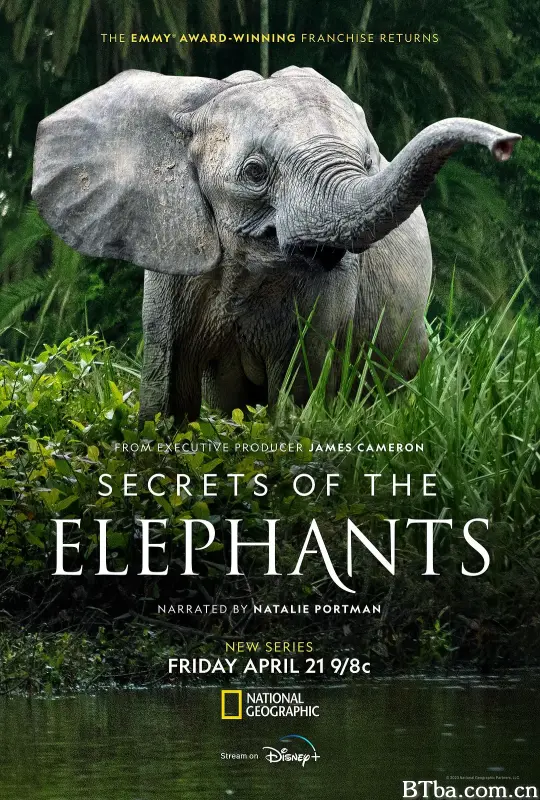 大象的秘密 Secrets of the Elephants (2023) 4K/WEB-DL BT磁力 迅雷网盘下载