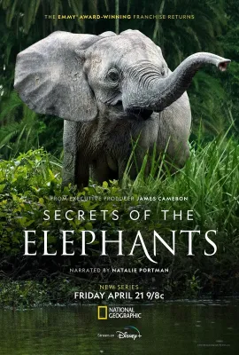 大象的秘密/Secrets of the Elephants