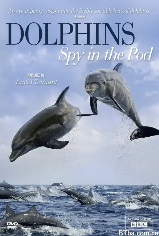 卧底海豚帮 Dolphins - Spy in the Pod (2014) 1080P/WEB-DL BT磁力 迅雷网盘下载