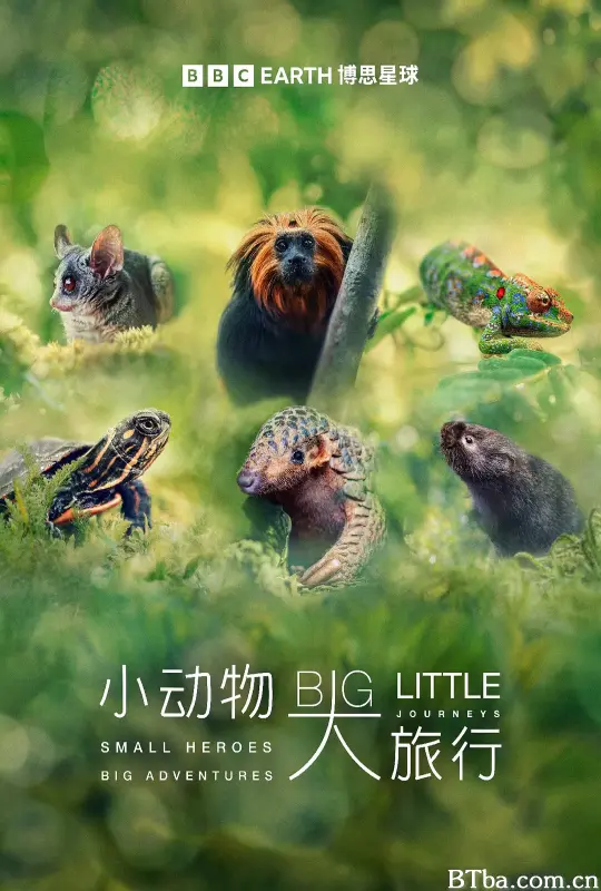 小动物 大旅行 第一季/Big Little Journeys Season 1
