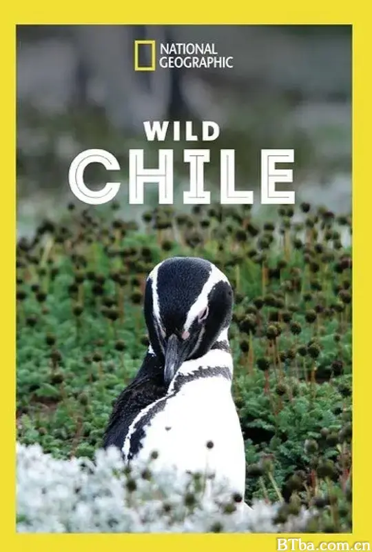 狂野智利 Wild Chile (2018) 1080P/WEB-DL BT磁力 迅雷网盘下载-影音屋