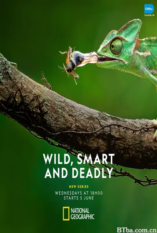 生存绝技 第一季/Wild, Smart and Deadly Season 1