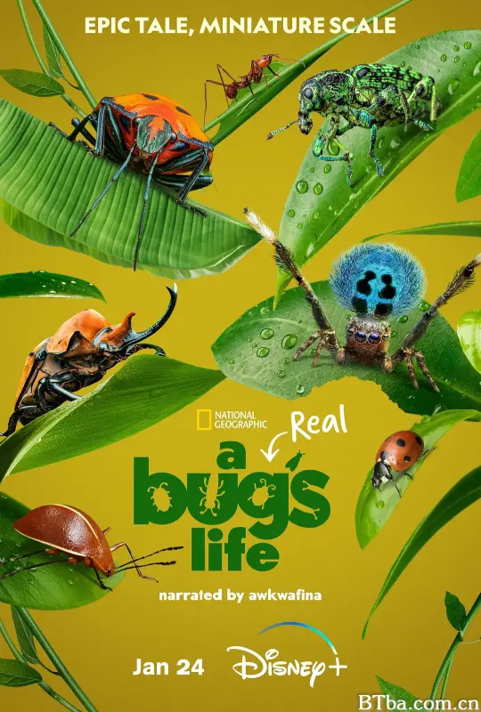虫虫历险记 第一季 A Real Bug’s Life Season 1 (2024) 1080P/4K BT磁力 迅雷网盘下载-影音屋